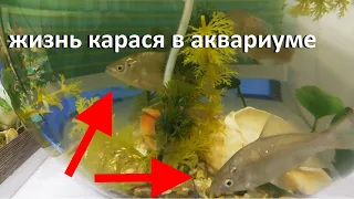 Сколько проживет Карась в аквариуме дома???Жизнь карасей.