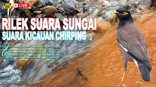 Suara pengantar Tidur! Suara Air Sungai Jonggol Kicau Burung Chirping Pengantar Tidur Malam