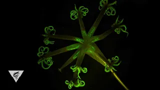 Bioluminescence in the deep sea: Glow-in-the-dark corals light up the deep ocean