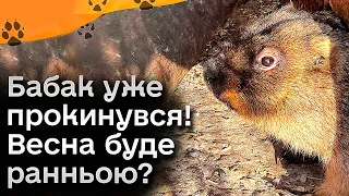 ⚡ Бабак Вікентій уже прокинувся! Весна буде ранньою?! Що кажуть синоптики?