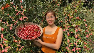 Anh Van Harvesting red sour fruits to sell - making bitter melon trellises with bamboo - gardening