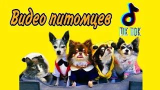 Magic Pets и весёлые видео в Tik Tok 🔮(фан Ани Меджик)