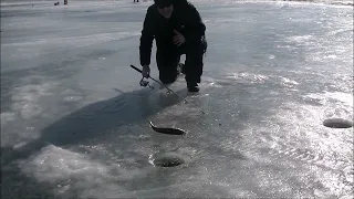 My First Hake Fish Trip, Saint John River, NB