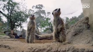 Zoo Tales - Meerkat mealtime