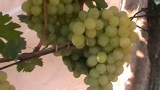 Сорт винограда "Ванюша" - сезон 2019 # Grape sort "Vanyusha"