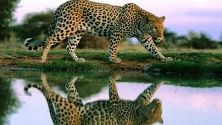 Дикие кошки. Хищники Африки. Леопарды. Фильм от National Geographic
