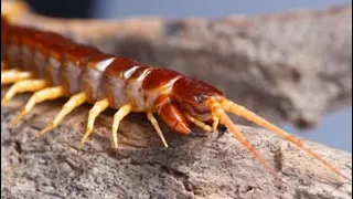 Secrets of Centipede Venom