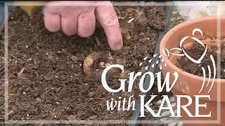 Grow with KARE | Starting summer bulbs