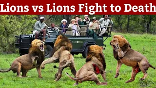 Most dangerous fight between lions for territory |you've never seen this before|kruger national park