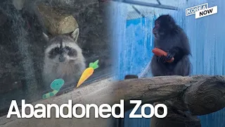 Abandoned and starving zoo animals kept alive by local neighbors