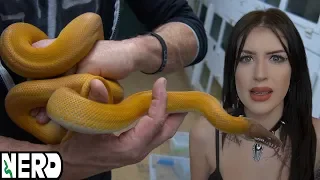 NEW SNAKE! Super RARE Import!! ( Taylor Nicole Dean unleashes her army on us)