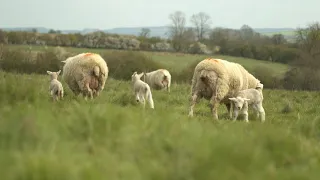 Niels Corfield introduces Regenerative Soil Health for Graziers & Livestock - August 31st