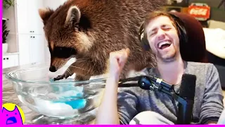 Sodapoppin reacts to "Tricking my pet raccoons with cotton candy"