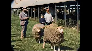 1901 - Agriculture Show in England [Colorized by AI]