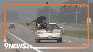 Crown Victoria with bull in passenger seat pulled over