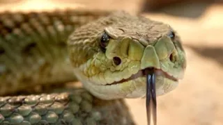 THE MOST VENOMOUS REPTILE ON THE PLANET _ TRAVEL GUIDE|#around_the_world
