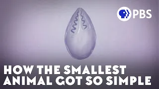 How the Smallest Animal Got So Simple