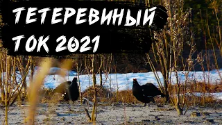 Мой первый тетеревиный ток 2021