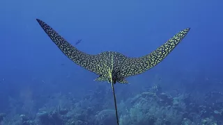 An Eagle Ray dance