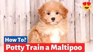 10 Working Maltipoo Potty Training Tips | How to Potty Train a Maltipoo Puppy?