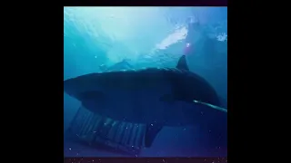 47 Meters Down (2017) | Shark Survival Movie
