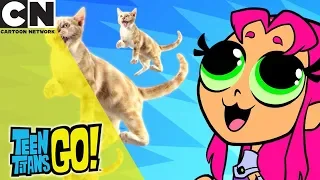 Teen Titans Go! | Bunch Of Animals  | Cartoon Network UK 🇬🇧