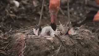 Fourteen fluffy flamingo chicks are hatched