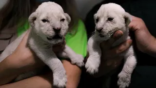 Rare white lion cubs born in Spanish animal reserve