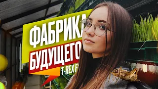 КАК ЭТО СДЕЛАНО? 🦗 Ферма насекомых T-Rex  - производство будущего?