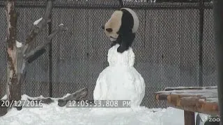 Panda Vs Snowman: Who is stronger?