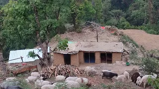 This is Mountain Village life| Ep-67| Organic village life| Typical Nepali people Daily lifestyle