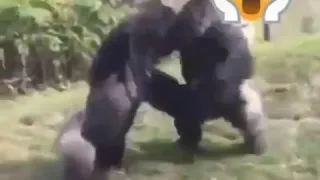 The gorillas are fightin