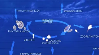 organic matter to phytoplankton