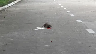 Poor 4 week old dog is living his last moments on the street, no one comes to help!