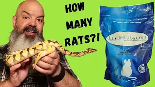 How Many Rats Will You Feed Your Snake Over Time