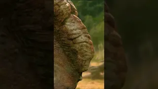 Pachyrhinosaurus vs Gorgosaurus