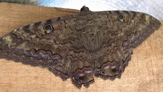 Alguma Mariposa já entrou em sua casa? Saiba o Significado