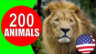 Animals for Kids to Learn 200 Animals for Kids, Toddlers & Babies in English Educational Video HD 8K