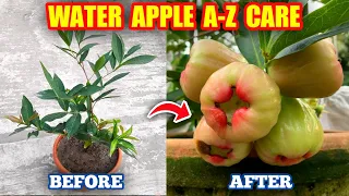 How To Grow Java Apple Tree In Pot (IN HINDI) Water Apple Plant Care Tips