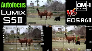 Test Panasonic S5ii [3/3] AUTOFOCUS en vidéo et photo VS Canon R6ii VS Olympus OM-1