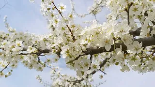 Prunus domestica,plum flowers,lulet e kumbullës(4)