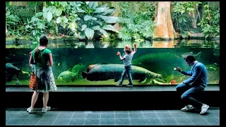 Amazing Indoor Zoo Aquarium Berlin | Big Fish, Big Tank, Giant Arapaima