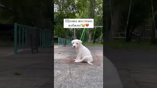 Щенка избил нелюдь