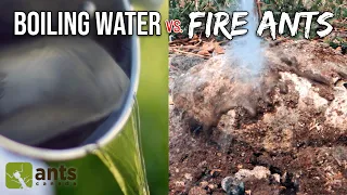 Pouring Boiling Water Onto a Fire Ant Nest
