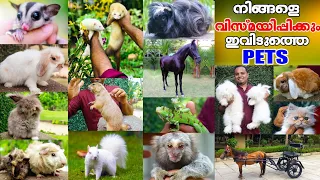 ലോകത്തുള്ള എല്ലാവിധ Exotic Petsഉം ഹിഷാമിക്കയുടെ കയ്യിലുണ്ട്...|Variety Exotic Pets|Kerala