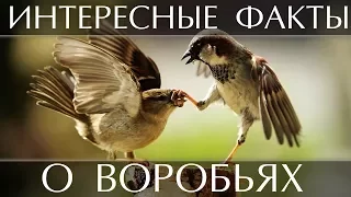 Интересные факты о Воробьях