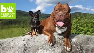 Hulk & The Chihuahua With The Pit Bull Attitude: Teaser