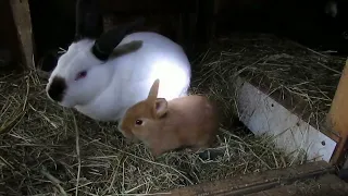кролики на пасеке пчеловода - выращивание крольчат в полноценной семье
