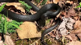 What does a Black Racer snake look like?