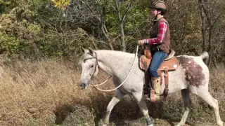 Sirocco - Groundwork, Saddlework & Trail Riding